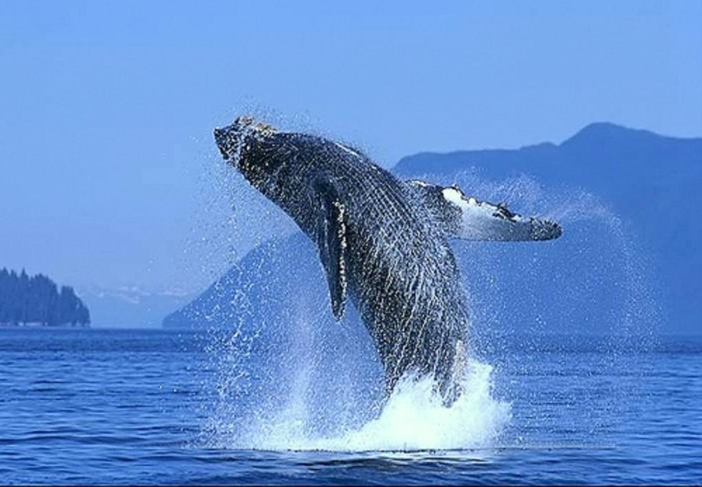 Park Royal Homestay Los Cabos San José del Cabo Εξωτερικό φωτογραφία